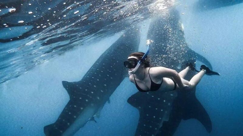 AMAZING SUMBAWA WHALE SHARK TOUR - Frequently Asked Questions