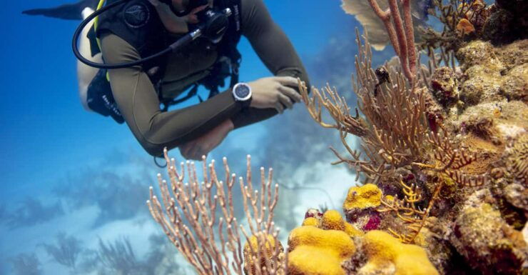 Amazing Two Tank Reef Diving - Itinerary Details