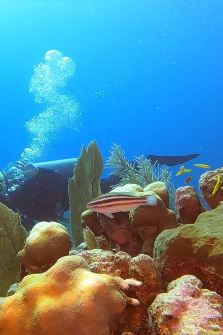 Amazing Two Tank Reef Diving - Inclusions