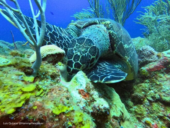 Amazing Two Tank Reef Diving - Participant Requirements