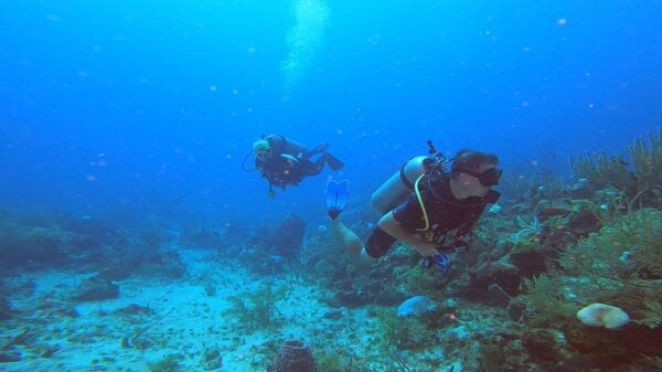 Amazing Two Tank Reef Diving - Safety Briefing