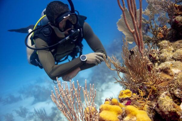 Amazing Two Tank Reef Diving - Surface Interval