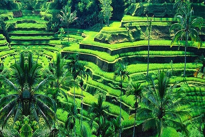 Amazing Ubud & Kintamani Tours - Incl. Entrance Tickets - Tour Highlights