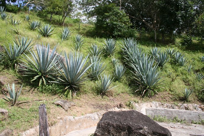 Amazing Vallarta - Uncover Vallartas Shopping and Dining Delights