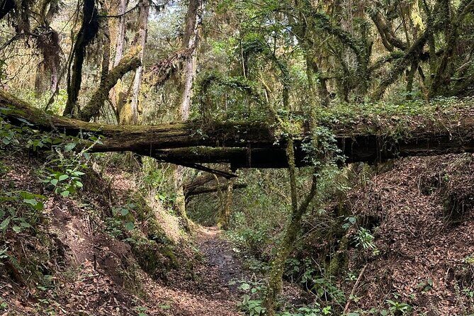Amazing Walk through the Zapotec Mountains with Hot Chocolate - Exploring the Scenic Trail of Santa Catarina Ixtepeji