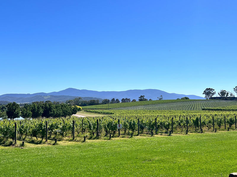 Amazing Yarra Valley Wine, Choc, Farm Fresh, Gin Tour from Melbourne - Lunch at Quarters by Hubert Estate