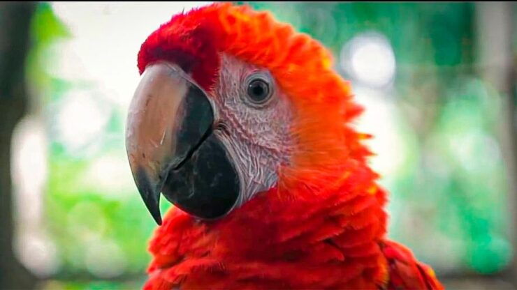 Amazon 2-Day, 1-Night Iquitos - Jungle Ancestors - Booking Information