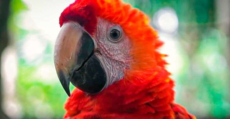 Amazon 2-Day, 1-Night Iquitos - Jungle Ancestors - Pickup Services