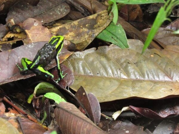 Amazonas Extreme - Accommodation and Meals Provided
