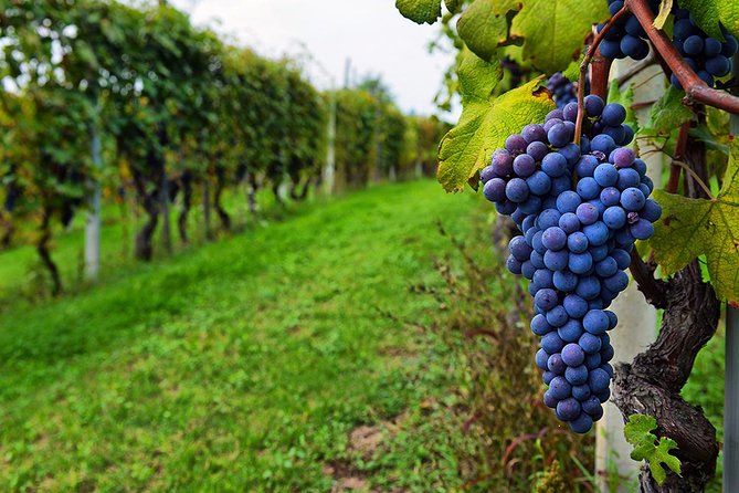 Amber Wines Private Day Trip With Tastings and Lunch From Tbilisi - Pricing and Booking Details