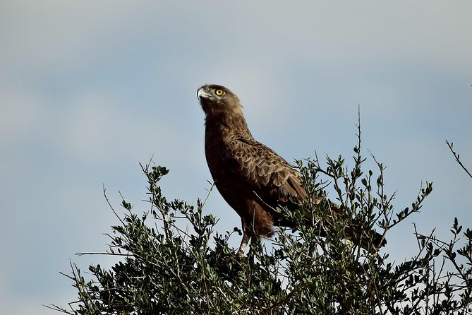 Amboseli Day Excursion - Booking Information