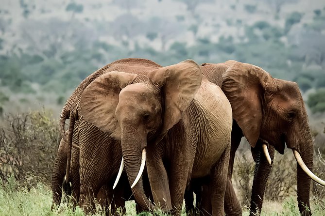 Amboseli Day Excursion - Additional Details