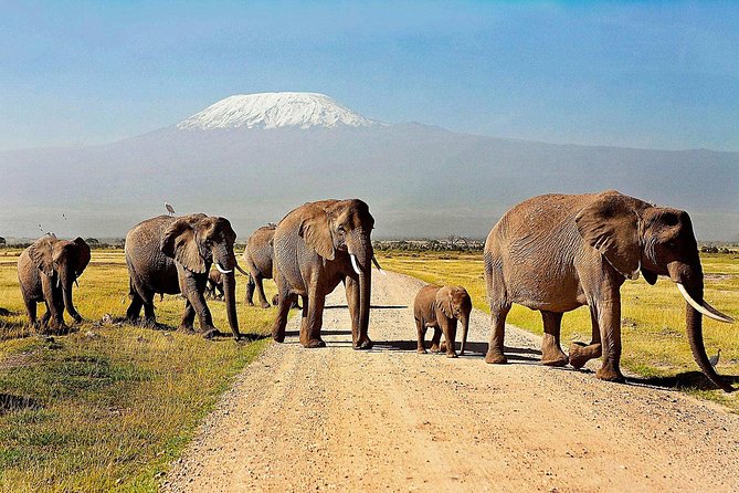 Amboseli Day Safari From Nairobi - Amboseli National Park Experience