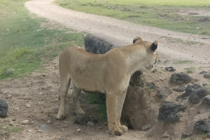 Amboseli Day Trip!! - Important Information for Participants