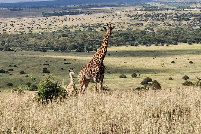 Amboseli & Nairobi National Park 3 Day Safari - Accessibility and Requirements