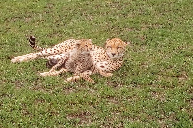 Amboseli National Park Day Trip:Mt Kilimanjaro Views - Good To Know