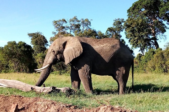 Amboseli National Park Day Trip:Mt Kilimanjaro Views - Highlights