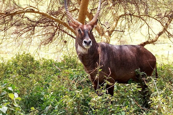 Amboseli National Park Day Trip:Mt Kilimanjaro Views - Inclusions