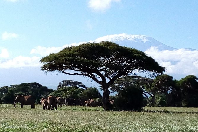 Amboseli National Park Day Trip:Mt Kilimanjaro Views - Pricing
