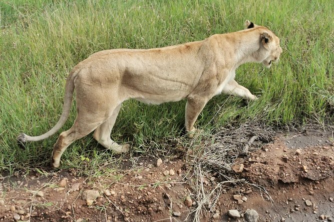 Amboseli National Park Day Trip:Mt Kilimanjaro Views - Booking Information