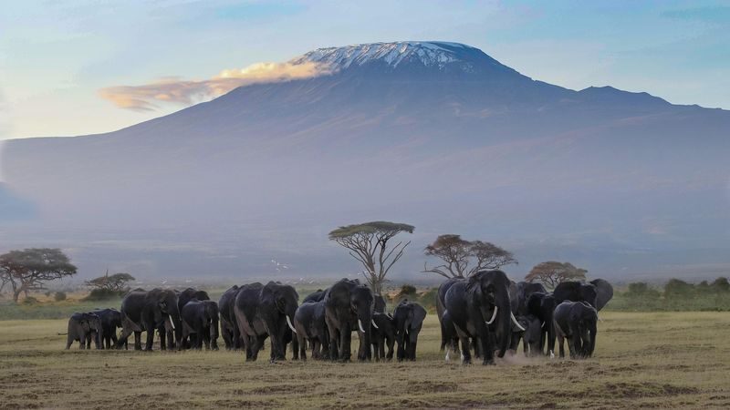 Amboseli National Park Full-Day Safari with Mountain Views - What to know before you go