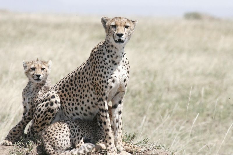 Amboseli National Park Full-Day Safari with Mountain Views - Elephants make the day