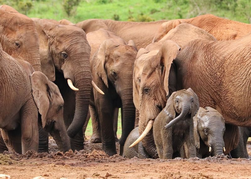 Amboseli National Park Full-Day Safari with Mountain Views - What a full day in Amboseli feels like