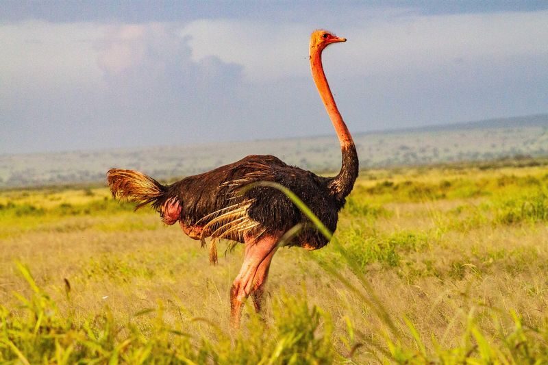 Amboseli National Park Full-Day Safari with Mountain Views - Guides can make a good sighting better