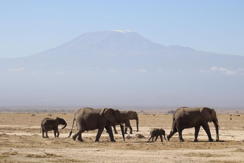 Amboseli National Park Full-Day Safari with Mountain Views - Is $368 good value?