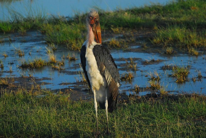 Amboseli National Park Full-Day Safari with Mountain Views - Who should choose this safari?