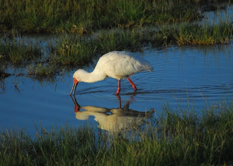 Amboseli National Park Full-Day Safari with Mountain Views - Booking details worth checking