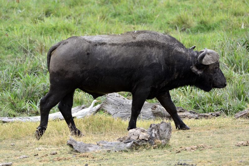 Amboseli National Park Full-Day Safari with Mountain Views - Should you book?