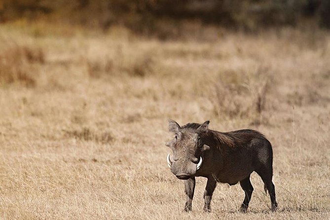 Amboseli National Park Private Day Tour From Nairobi - Meeting and Pickup