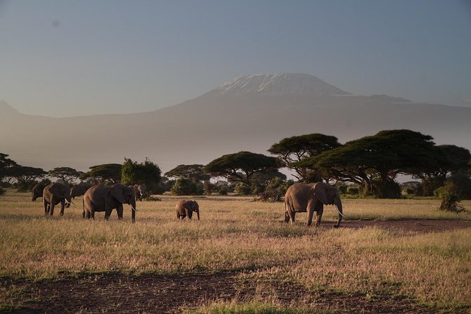 Amboseli National Park Private Day Tour From Nairobi - Pricing Information