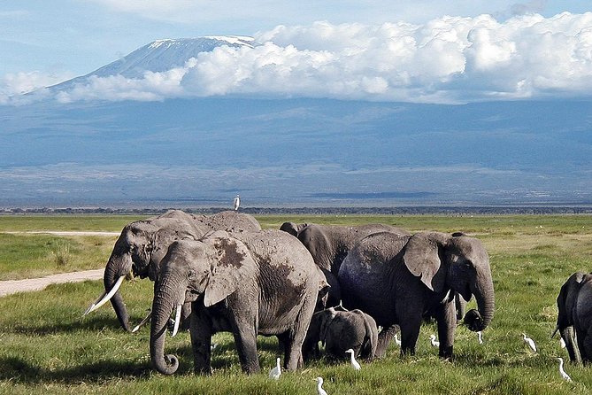 Amboseli National Park Private Day Tour From Nairobi - Directions Overview