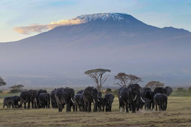 Amboseli Park & Kilimanjaro Views Day Tour - Additional Services and Options