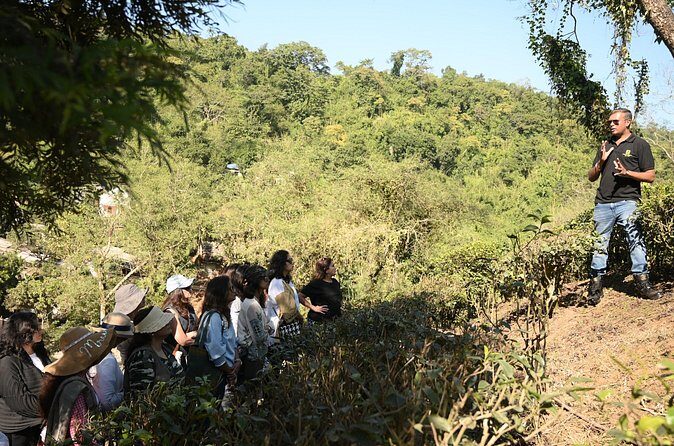 Amchong Tea Estate + Factory Visit (with Hi-tea only) - Who Will Love This Tour?