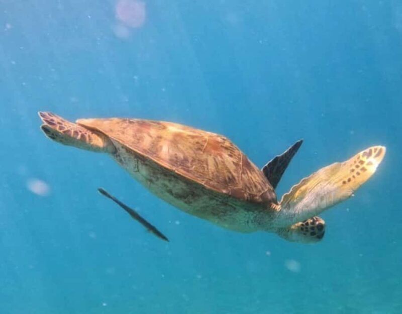 Amed All Exclusive Snorkeling, Fishing & Cooking Lunch - Who Should Consider This Tour?