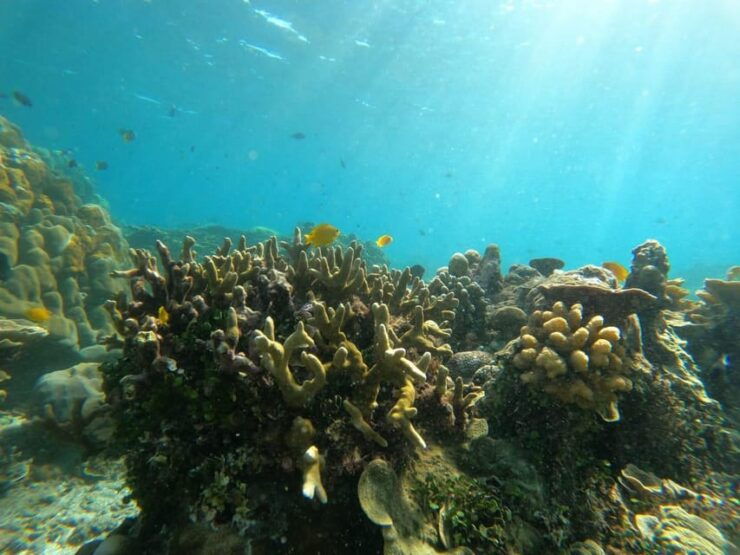 Amed Bali : Senorkling Tour Underwater Temple - Key Points