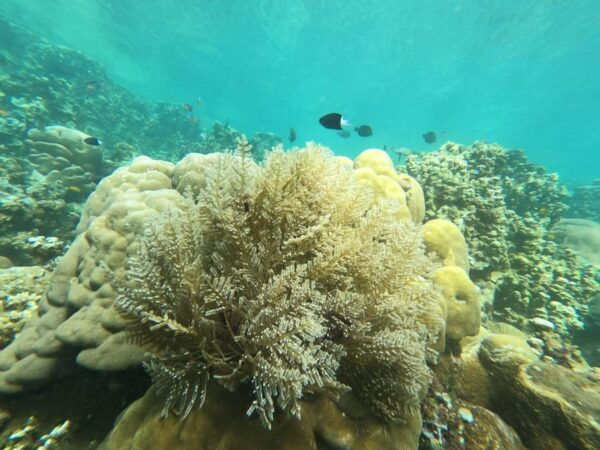 Amed Bali : Senorkling Tour Underwater Temple - Questions You May Have