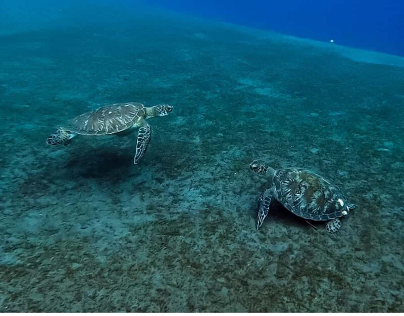 Amed Bali Snorkeling: Explore 3 Spots by Traditional Jukung - Good To Know  