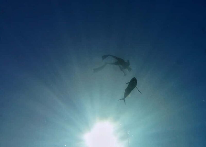 Amed: Spearfishing, Freediving and Catch & Cook Adventure - Authentic Marine Encounter and Responsible Fishing