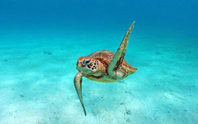 Amedee Lighthouse - Analyzing the Value