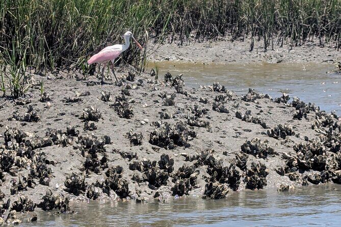 Amelia Island Kayak and Paddleboard Rentals Talbot State Park - FAQs