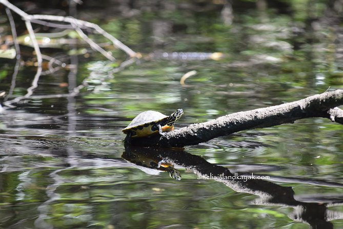 Amelia Island Kayaking Tour  - Jacksonville - Cancellation Policy