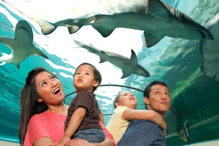 American Dream: SEA LIFE Aquarium Entry Ticket - Aquarium Experience