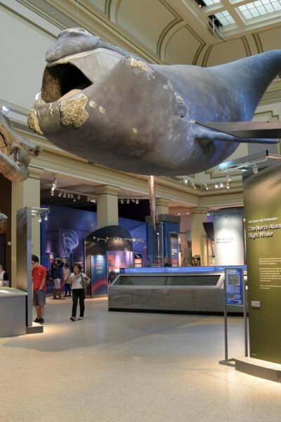 American History/Natural History Museum Combo Guided Tour - Accessibility and Cancellation