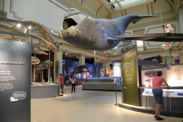 American History/Natural History Museum Combo Guided Tour - Reserve and Pay Options