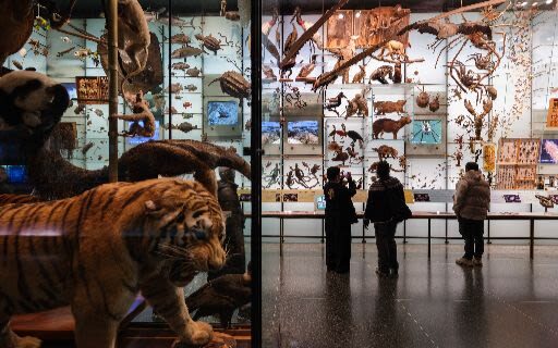 American Museum of Natural History Ticket - A Half-Day Visit Beside Central Park