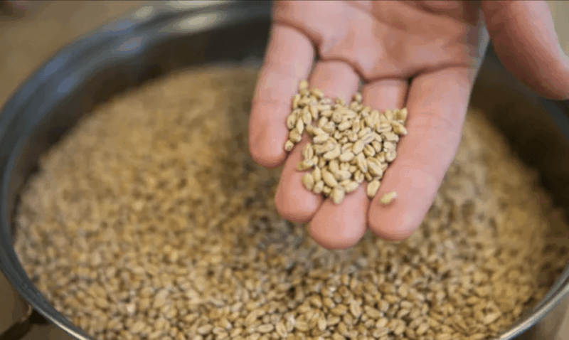 Amersfoort: Beer brewing workshop with lunch & beer tasting - The Value and Pricing